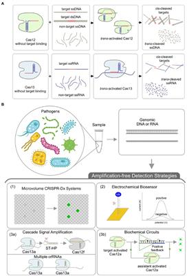 Recent Improvements in CRISPR-Based Amplification-Free Pathogen Detection